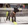 Dog Copenhagen Harnais confort Walk Air