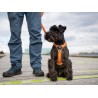 Dog Copenhagen Harnais confort Walk Air