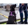 Dog Copenhagen Harnais confort Walk Air