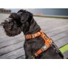 Dog Copenhagen Harnais confort Walk Air