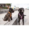 Dog Copenhagen Harnais confort Walk Air