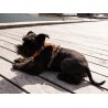 Dog Copenhagen Harnais confort Walk Pro