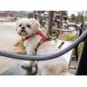 Dog Copenhagen Harnais confort Walk Pro