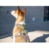 Dog Copenhagen Harnais confort Walk Pro