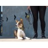 Dog Copenhagen Laisse Urban Trail