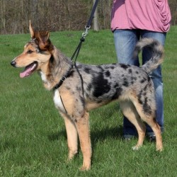 Harnais de Dressage Easywalk pour chiens