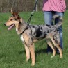 Harnais de Dressage Easywalk pour chiens
