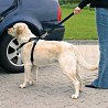 Harnais de Sécurité pour Voiture