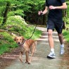 Laisse Jogging 