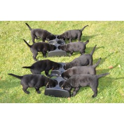 Nourrisseur multi -gamelles pour chiots Weanafeeda - 1