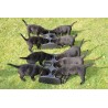 Nourrisseur multi -gamelles pour chiots Weanafeeda - 1