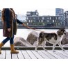 DOG COPENHAGEN : Laisse Urban Freestyle
