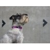 DOG COPENHAGEN : Collier Urban Style