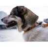 DOG COPENHAGEN : Collier Urban Style