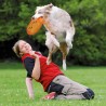 Dog Disc  - 3