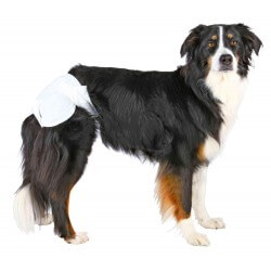 Couches pour chiens femelles  - 2