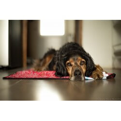 AQUA COOLKEEPER - Tapis rafraîchissant pour chien Aqua Coolkeeper - 1