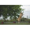 BOUGE TOIT pour Palissade d'Agility 8
