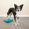 FitPaws rampe d'equilibre The Ramp
