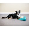 FitPaws rampe d'equilibre The Ramp
