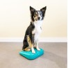 FitPaws rampe d'equilibre The Ramp