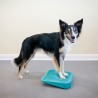 FitPaws rampe d'equilibre The Ramp