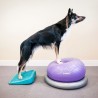 FitPaws rampe d'equilibre The Ramp
