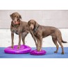 FitPaws Balance disc